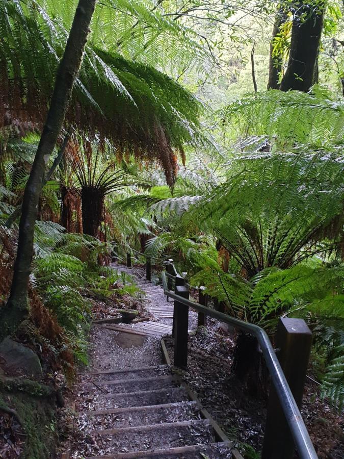 Cozy Otways Accommodation Beech Forest Exterior photo